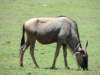 awildebeest_small.jpg