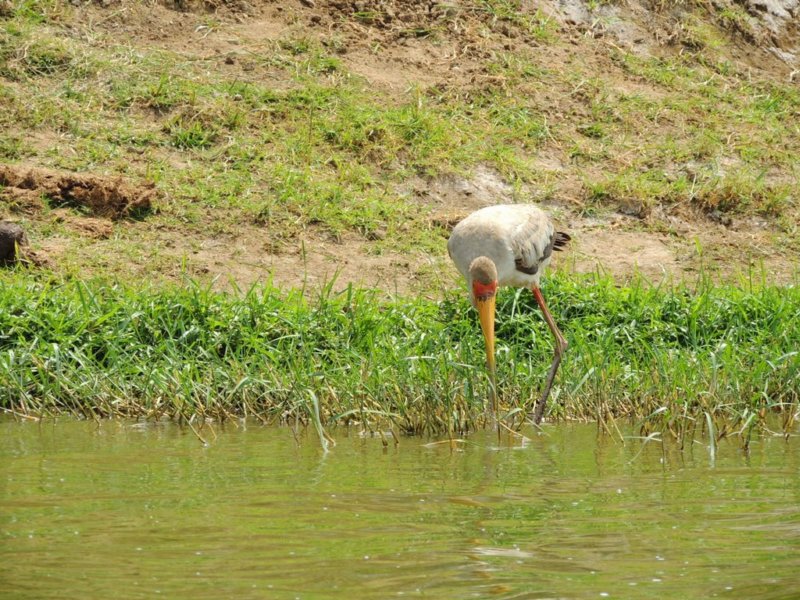 ayellowbilledstork.jpg