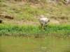 ayellowbilledstork_small.jpg