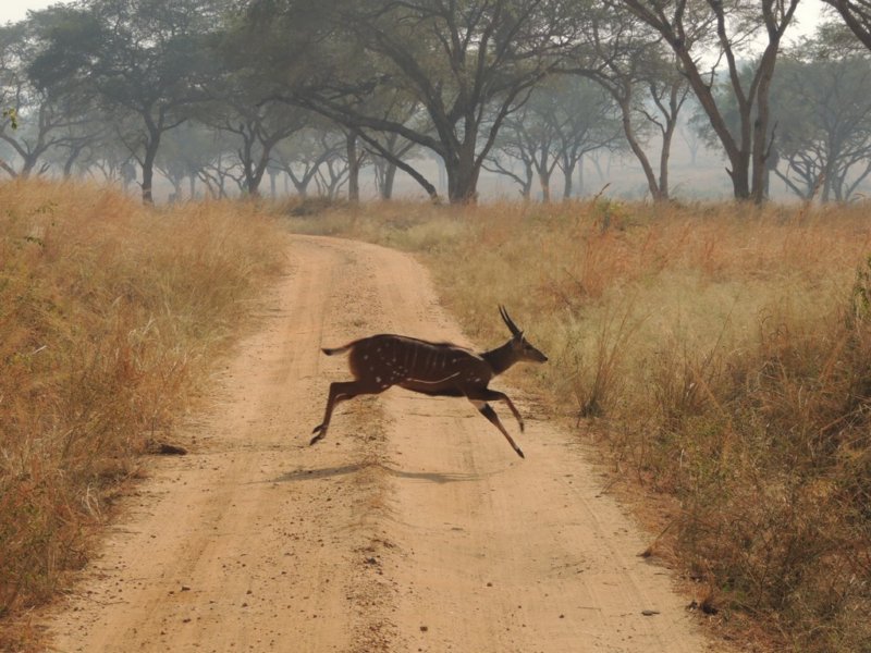 ayoungbushbuck.jpg