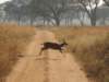 ayoungbushbuck_small.jpg