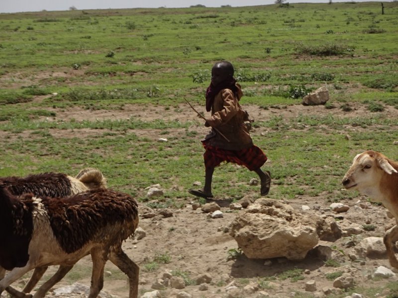 ayoungmaasaiherder.jpg