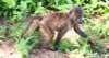 ayoungolivebaboon_small.jpg