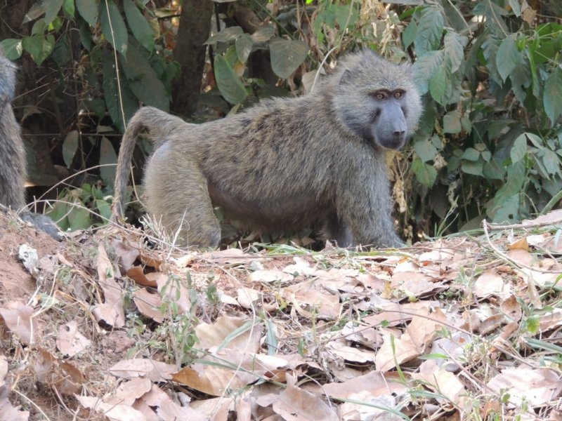 baboonswerenearlyeverywhere.jpg