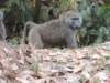 baboonswerenearlyeverywhere_small.jpg