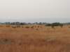 backinqueenelizabethnationalpark_small.jpg