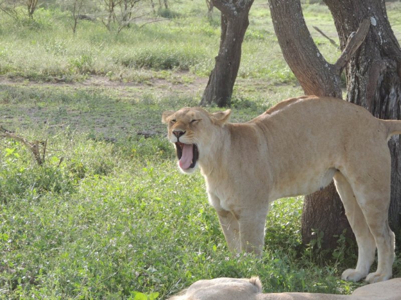 bigyawn2.jpg