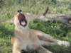 bigyawn_small.jpg