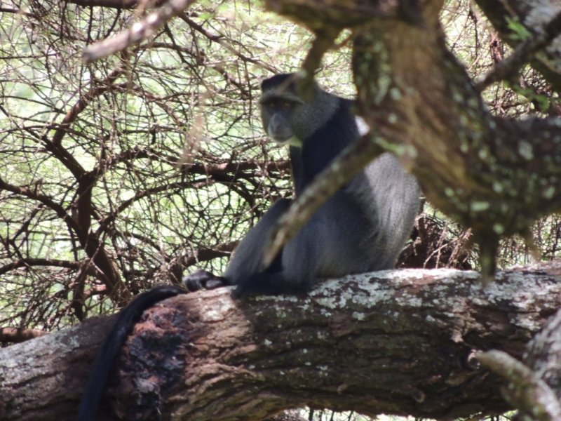 blackandwhitecolobusmonkey.jpg