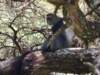 blackandwhitecolobusmonkey_small.jpg