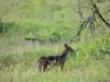 blackbackedjackal_small.jpg