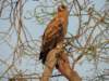 brownsnakeeagle_small.jpg