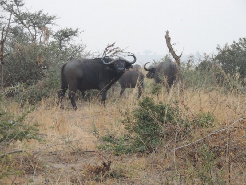 capebuffalo.jpg