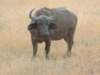 capebuffalo2_small.jpg