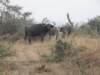 capebuffalo_small.jpg