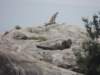 cheetahoftherock_small.jpg