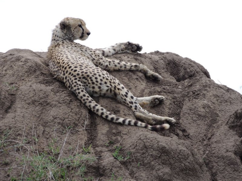 cheetahoftheserengeti.jpg