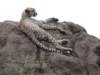 cheetahoftheserengeti_small.jpg