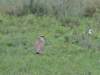 crownedplovers_small.jpg