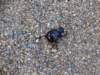 dsc04038_small.jpg
