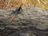 dscn2471_small.jpg