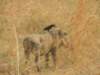 dscn2695_small.jpg