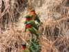 dscn2818_small.jpg