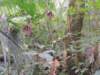 dscn2917_small.jpg