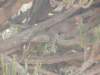 dscn3485_small.jpg