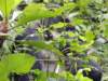 dscn3633_small.jpg