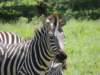 dscn3666_small.jpg