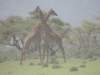 dscn4056_small.jpg