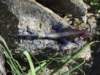 dscn4138_small.jpg