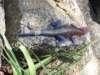 dscn4141_small.jpg