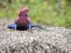 dscn4149_small.jpg