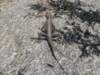dscn4153_small.jpg