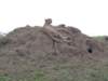 dscn4203_small.jpg