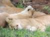 dscn4259_small.jpg