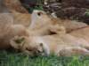 dscn4262_small.jpg