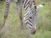 dscn5107_small.jpg