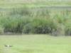 dscn5242_small.jpg