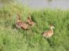 egyptiangeeseadgoslings_small.jpg