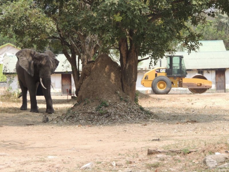 elephantnearthenileferrycrossing.jpg