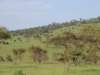 elephantsonthehillsoftheserengeti_small.jpg