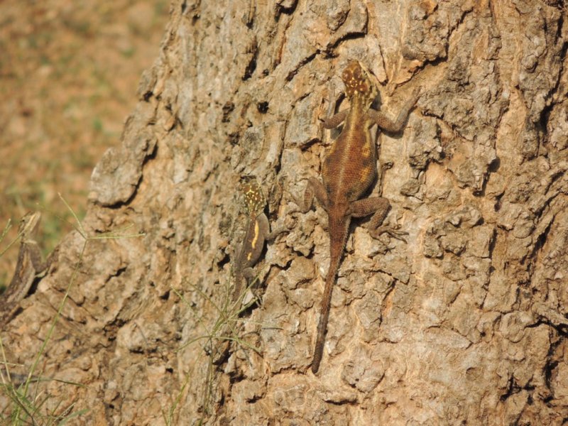 femaleagamas.jpg