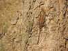 femaleagamas_small.jpg