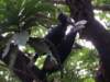 femaleandmaleblackhornbillsatlakemanyara_small.jpg