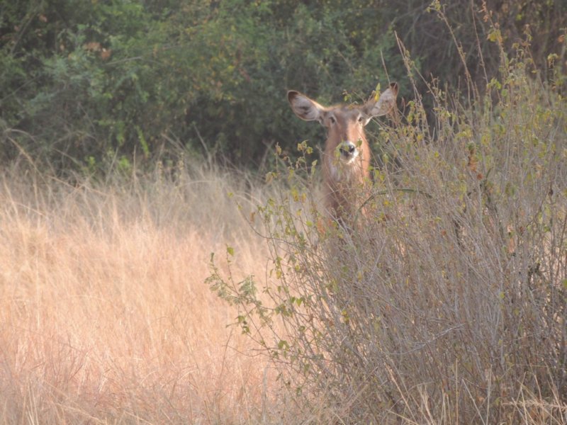femalewaterbuck.jpg