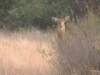 femalewaterbuck_small.jpg