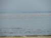 flamingosinlakemanyara_small.jpg